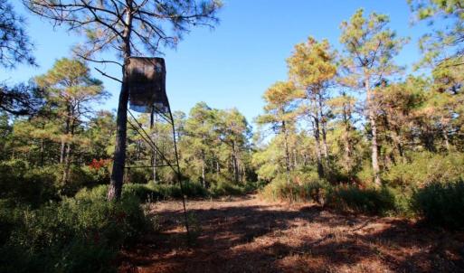 Photo of UNDER CONTRACT!  60 Acres of Bear and Deer Hunting Land For Sale in Hyde County NC!