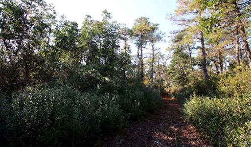 Photo of UNDER CONTRACT!  60 Acres of Bear and Deer Hunting Land For Sale in Hyde County NC!