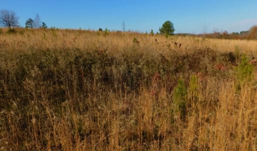 Photo of UNDER CONTRACT!  47.55 Acres of Hunting Land For Sale in Warren County NC!
