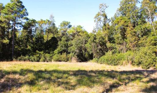 Photo of SOLD!!  60 Acres of Hunting Land For Sale in Hyde County NC!