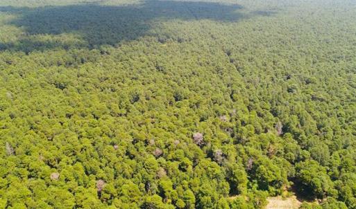 Photo of SOLD!!  60 Acres of Hunting Land For Sale in Hyde County NC!