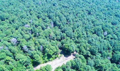 Photo of SOLD!!  60 Acres of Hunting Land For Sale in Hyde County NC!