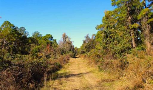 Photo of SOLD!!  60 Acres of Hunting Land For Sale in Hyde County NC!