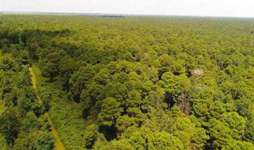 Photo of SOLD!!  60 Acres of Hunting Land For Sale in Hyde County NC!