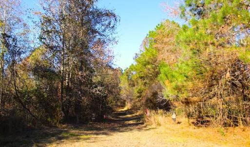 Photo of SOLD!!  60 Acres of Hunting Land For Sale in Hyde County NC!