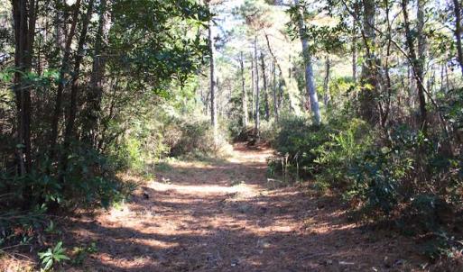 Photo of SOLD!!  60 Acres of Hunting Land For Sale in Hyde County NC!