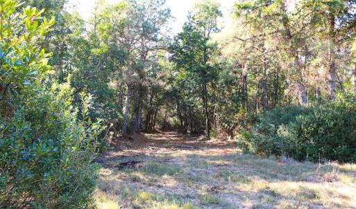 Photo of SOLD!!  60 Acres of Hunting Land For Sale in Hyde County NC!