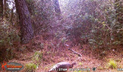 Photo of SOLD!!  60 Acres of Hunting Land For Sale in Hyde County NC!