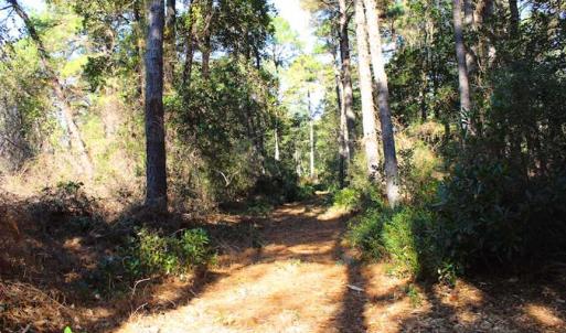 Photo of SOLD!!  60 Acres of Hunting Land For Sale in Hyde County NC!