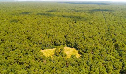 Photo of SOLD!!  60 Acres of Hunting Land For Sale in Hyde County NC!