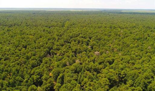 Photo of SOLD!!  60 Acres of Hunting Land For Sale in Hyde County NC!