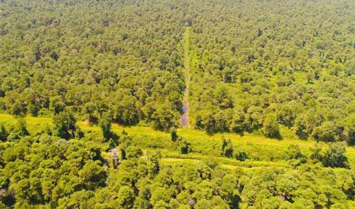 Photo of SOLD!!  60 Acres of Hunting Land For Sale in Hyde County NC!