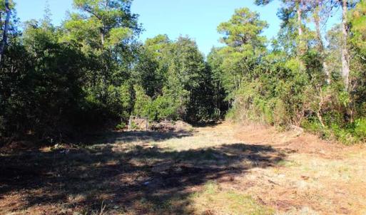 Photo of SOLD!!  60 Acres of Hunting Land For Sale in Hyde County NC!