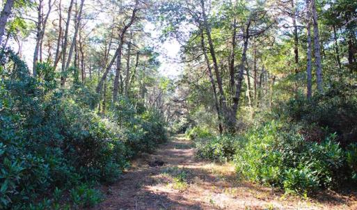 Photo of SOLD!!  60 Acres of Hunting Land For Sale in Hyde County NC!
