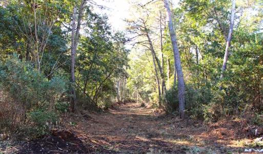 Photo of SOLD!!  60 Acres of Hunting Land For Sale in Hyde County NC!