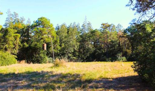 Photo of SOLD!!  60 Acres of Hunting Land For Sale in Hyde County NC!