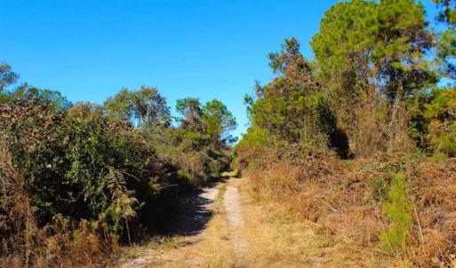 Photo of SOLD!!  60 Acres of Hunting Land For Sale in Hyde County NC!