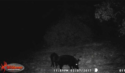 Photo of SOLD!!  60 Acres of Hunting Land For Sale in Hyde County NC!