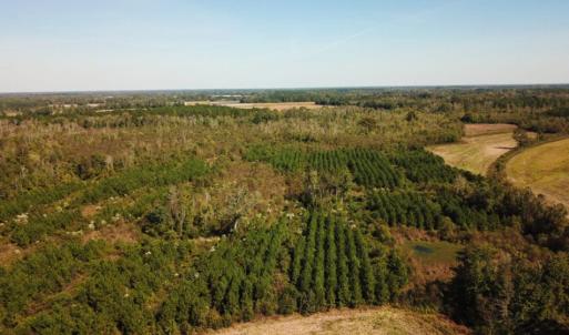 Photo of UNDER CONTRACT!  60 Acres of Farm Timber and Hunting Land For Sale in Pitt County NC!