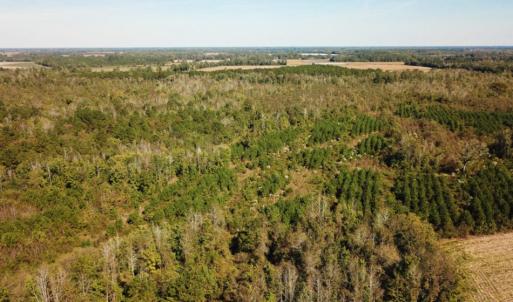 Photo of UNDER CONTRACT!  60 Acres of Farm Timber and Hunting Land For Sale in Pitt County NC!