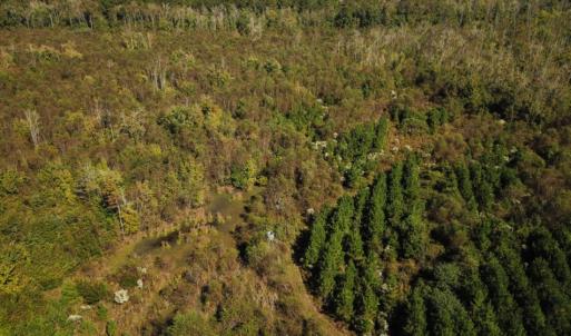 Photo of UNDER CONTRACT!  60 Acres of Farm Timber and Hunting Land For Sale in Pitt County NC!