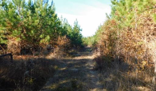 Photo of UNDER CONTRACT!  60 Acres of Farm Timber and Hunting Land For Sale in Pitt County NC!