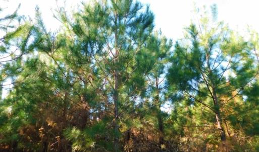 Photo of UNDER CONTRACT!  60 Acres of Farm Timber and Hunting Land For Sale in Pitt County NC!