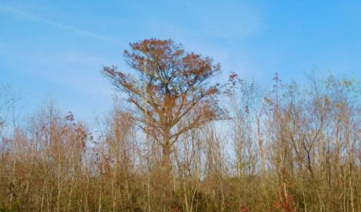 Photo of UNDER CONTRACT!  60 Acres of Farm Timber and Hunting Land For Sale in Pitt County NC!