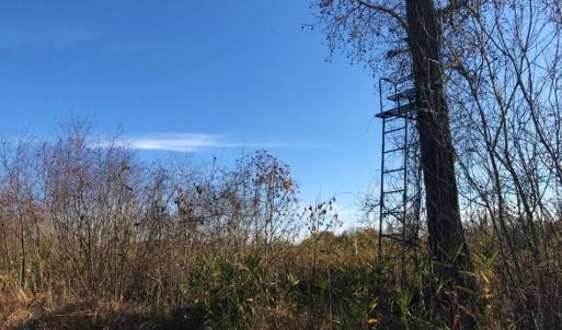 Photo of UNDER CONTRACT!  60 Acres of Farm Timber and Hunting Land For Sale in Pitt County NC!