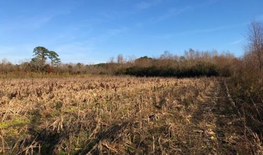 Photo of UNDER CONTRACT!  60 Acres of Farm Timber and Hunting Land For Sale in Pitt County NC!