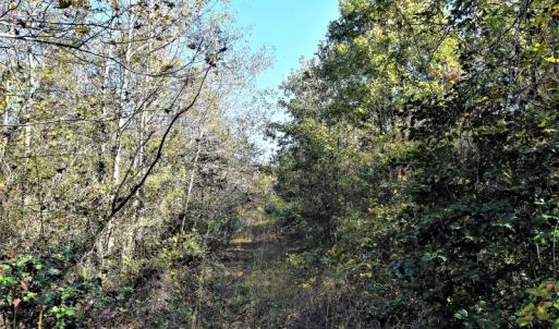 Photo of UNDER CONTRACT!  16 Acres of Residential Hunting Land For Sale In Duplin County NC!