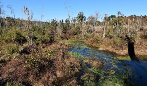 Photo of UNDER CONTRACT!  16 Acres of Residential Hunting Land For Sale In Duplin County NC!