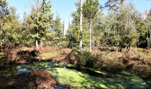 Photo of UNDER CONTRACT!  16 Acres of Residential Hunting Land For Sale In Duplin County NC!