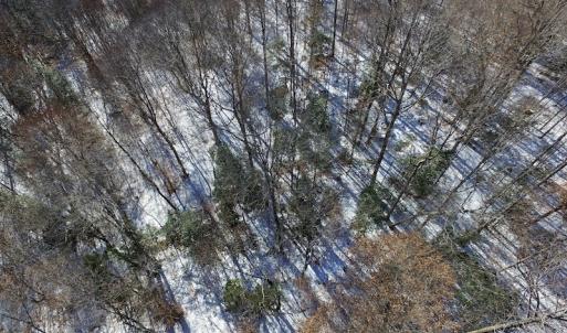 Photo of UNDER CONTRACT!  7.73 acres of Residential and Hunting Land For Sale in Dinwiddie County VA!