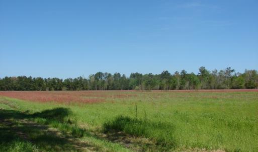 Photo of UNDER CONTRACT!  64.37 Acres of Farm and Hunting Land For Sale in Brunswick County NC!