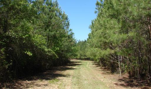 Photo of UNDER CONTRACT!  64.37 Acres of Farm and Hunting Land For Sale in Brunswick County NC!