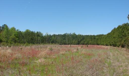 Photo of UNDER CONTRACT!  64.37 Acres of Farm and Hunting Land For Sale in Brunswick County NC!