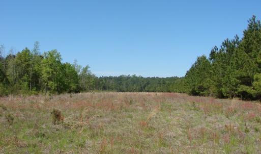 Photo of UNDER CONTRACT!  64.37 Acres of Farm and Hunting Land For Sale in Brunswick County NC!
