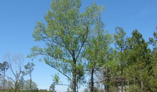 Photo of UNDER CONTRACT!  64.37 Acres of Farm and Hunting Land For Sale in Brunswick County NC!