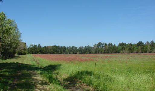 Photo of UNDER CONTRACT!  64.37 Acres of Farm and Hunting Land For Sale in Brunswick County NC!