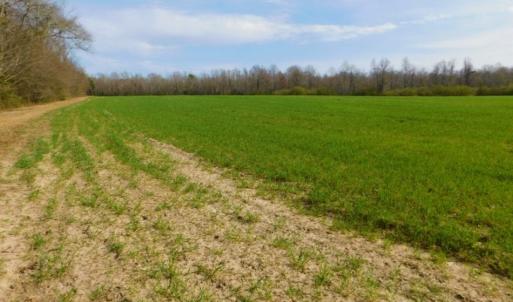Photo of UNDER CONTRACT!  36.69 Acres of Farm and Timber Land For Sale In Edgecombe County NC!