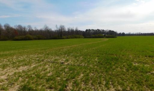 Photo of UNDER CONTRACT!  36.69 Acres of Farm and Timber Land For Sale In Edgecombe County NC!