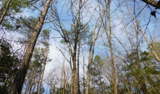 Photo of UNDER CONTRACT!  36.69 Acres of Farm and Timber Land For Sale In Edgecombe County NC!
