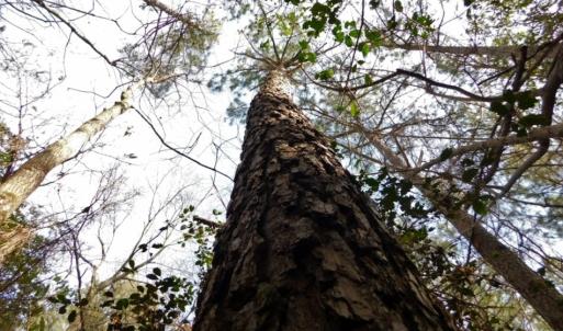 Photo of UNDER CONTRACT!  36.69 Acres of Farm and Timber Land For Sale In Edgecombe County NC!
