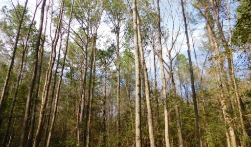 Photo of UNDER CONTRACT!  36.69 Acres of Farm and Timber Land For Sale In Edgecombe County NC!
