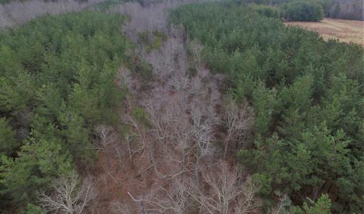 Photo of SOLD!  170 Acres of Recreational Hunting Land For Sale in Charlotte County VA!