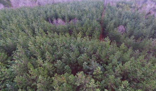 Photo of SOLD!  170 Acres of Recreational Hunting Land For Sale in Charlotte County VA!