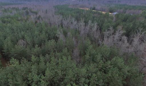 Photo of SOLD!  170 Acres of Recreational Hunting Land For Sale in Charlotte County VA!