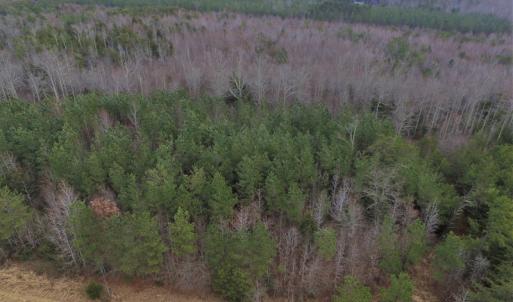 Photo of SOLD!  170 Acres of Recreational Hunting Land For Sale in Charlotte County VA!