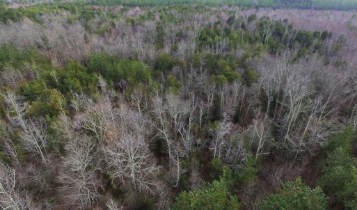 Photo of SOLD!  170 Acres of Recreational Hunting Land For Sale in Charlotte County VA!